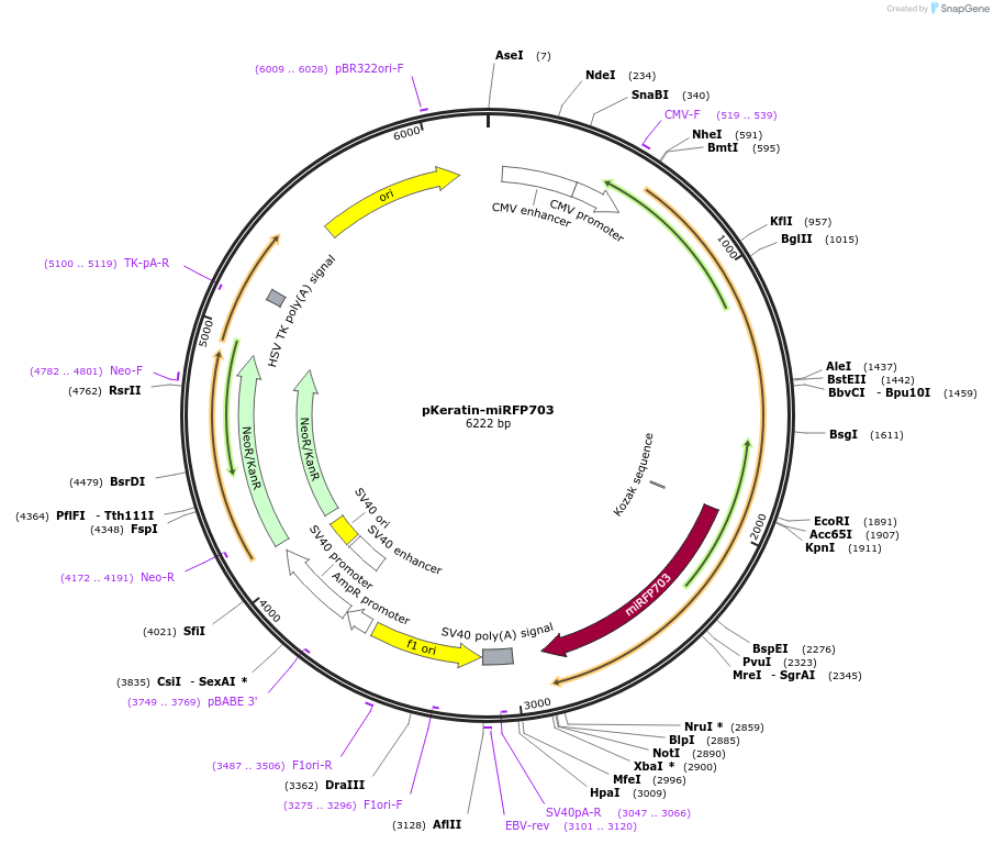 79990-plasmid-map-sequence-id-150034