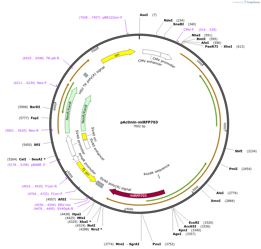 79992-plasmid-map-sequence-id-150054