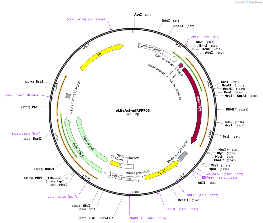 79993-plasmid-map-sequence-id-150058