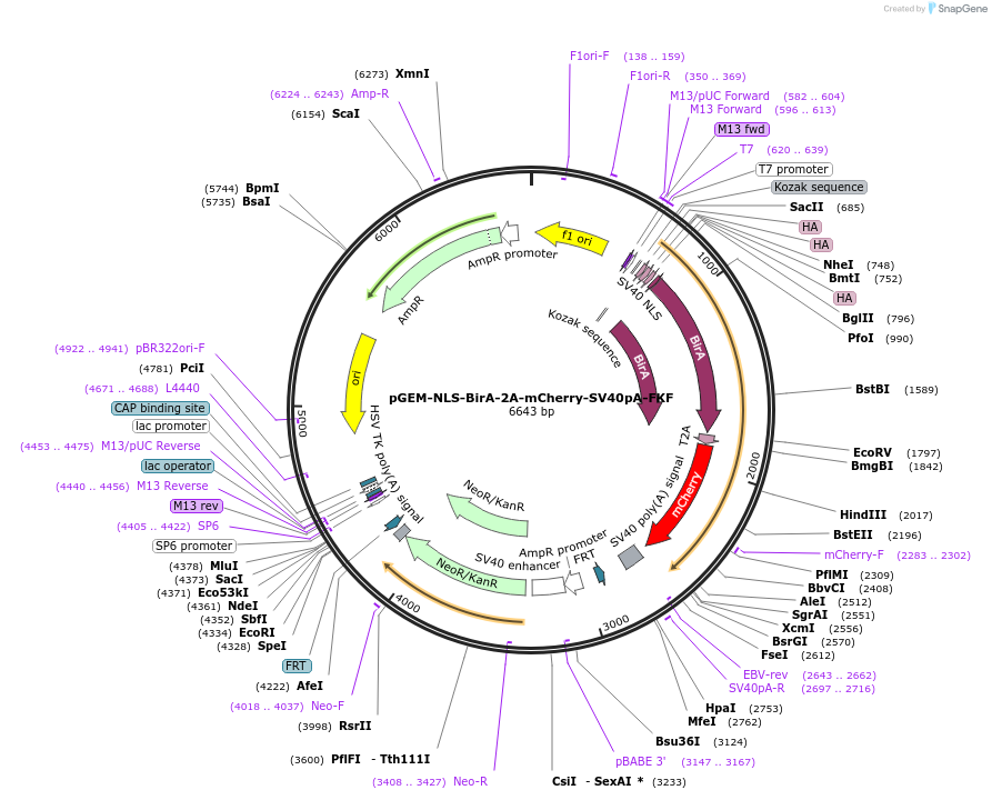 79889-plasmid-map-sequence-id-150065