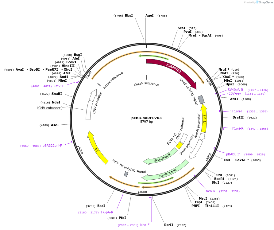 79994-plasmid-map-sequence-id-150078
