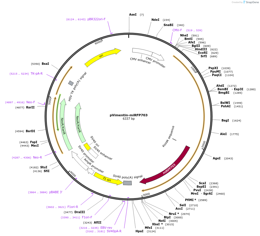 79996-plasmid-map-sequence-id-150081