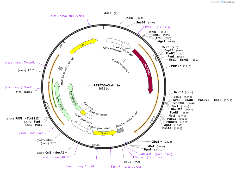 79997-plasmid-map-sequence-id-150083