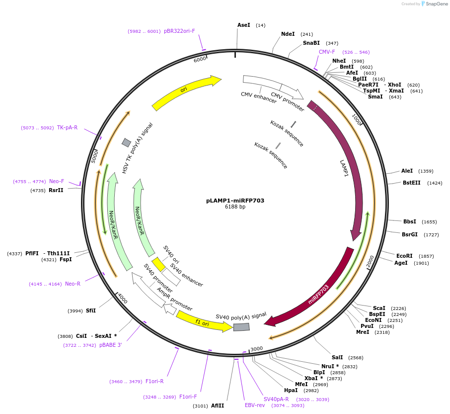 79998-plasmid-map-sequence-id-150085