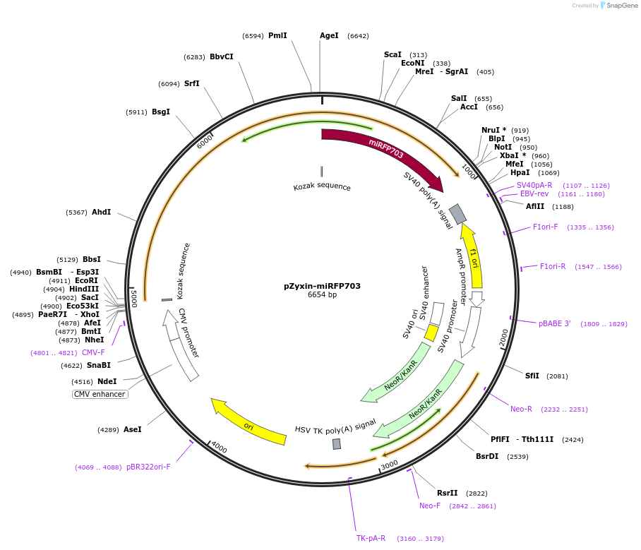 79999-plasmid-map-sequence-id-150087