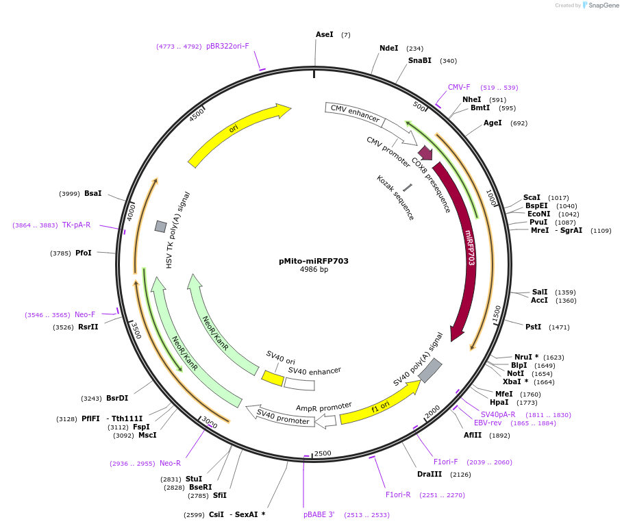 80000-plasmid-map-sequence-id-150089