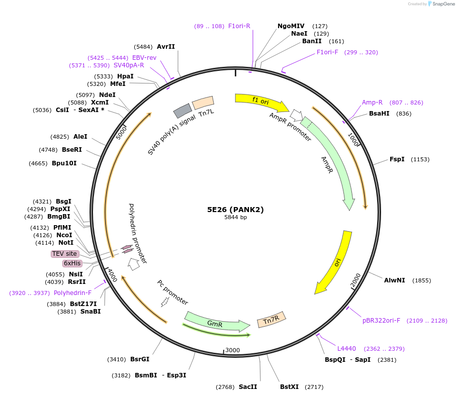 79516-plasmid-map-sequence-id-150092