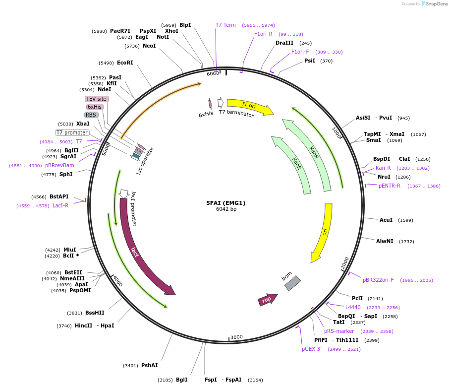 79519-plasmid-map-sequence-id-150117