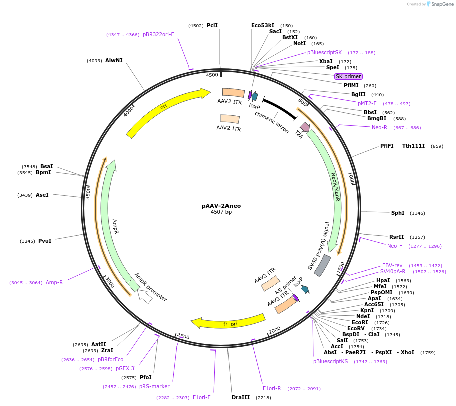 80032-plasmid-map-sequence-id-150153