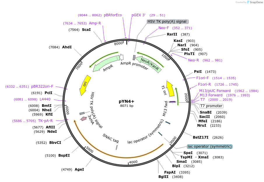 78715-plasmid-map-sequence-id-150158