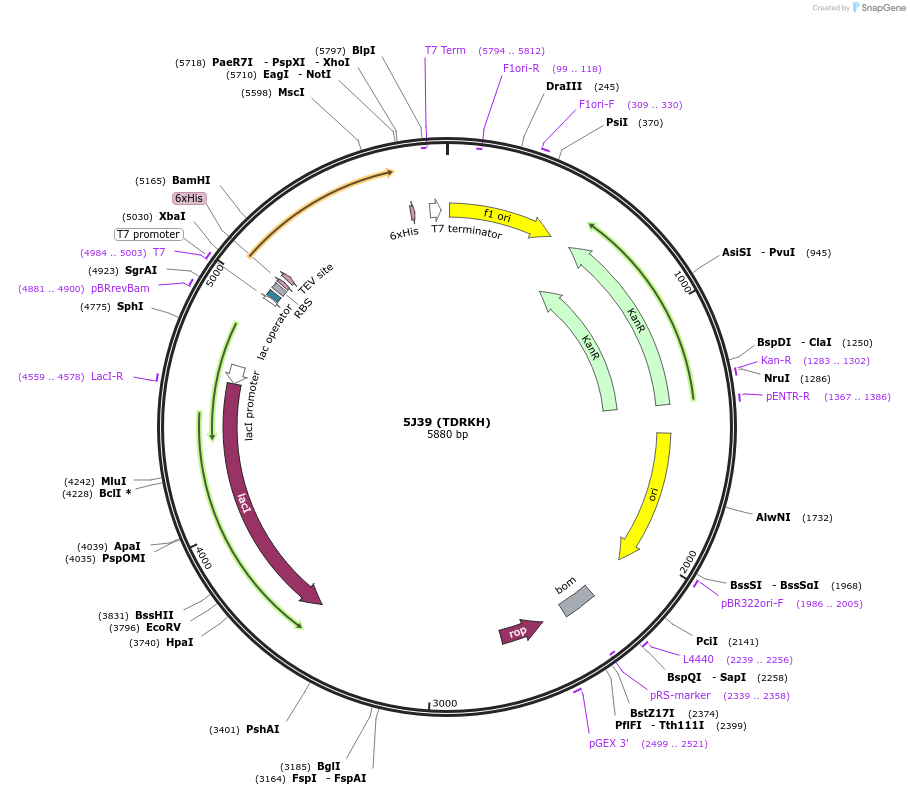 79523-plasmid-map-sequence-id-150161