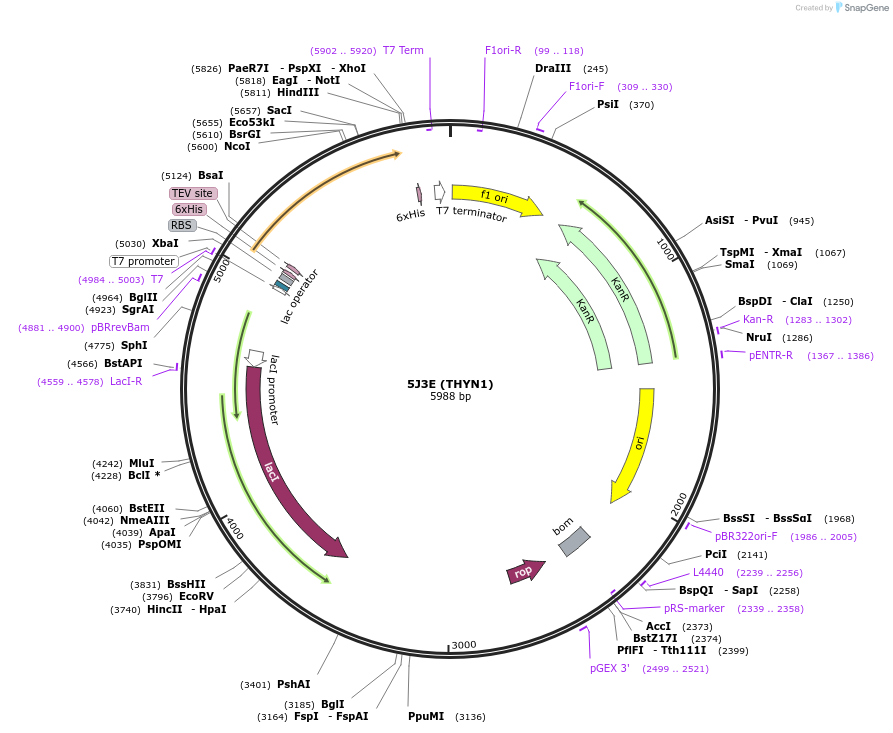 79524-plasmid-map-sequence-id-150164