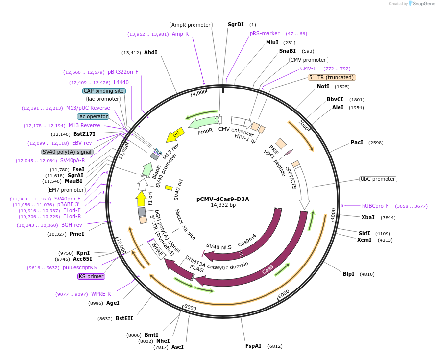 78256-plasmid-map-sequence-id-150190