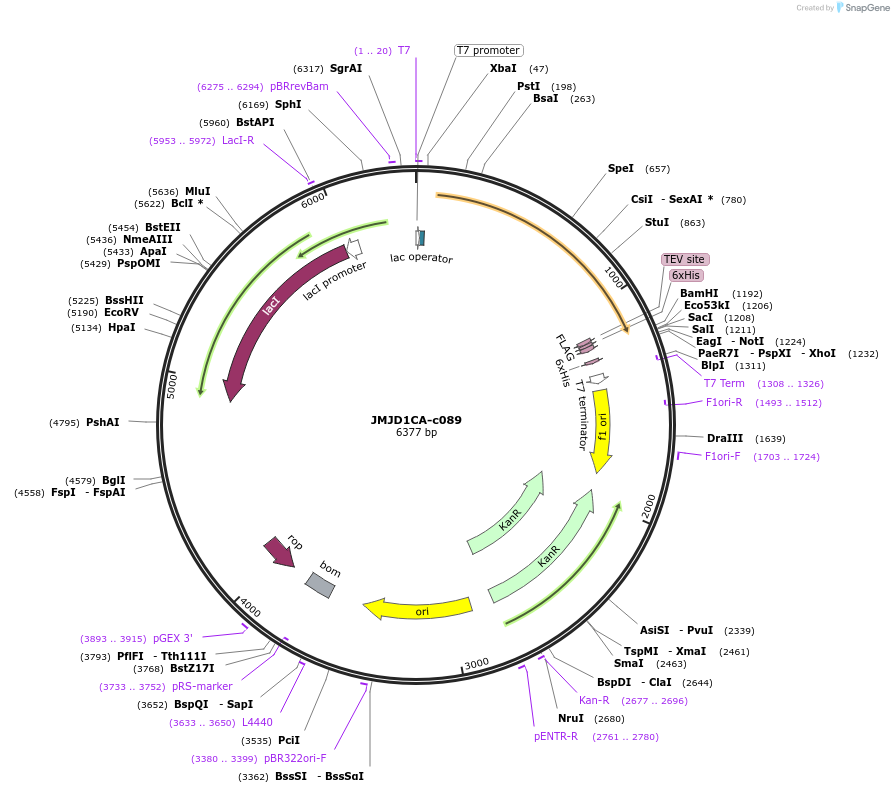 79644-plasmid-map-sequence-id-150204