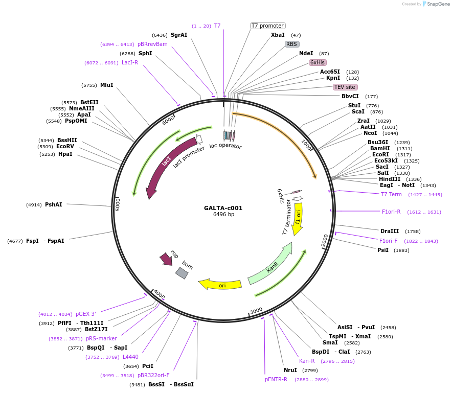 79645-plasmid-map-sequence-id-150209