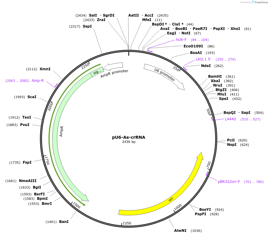 78956-plasmid-map-sequence-id-150228