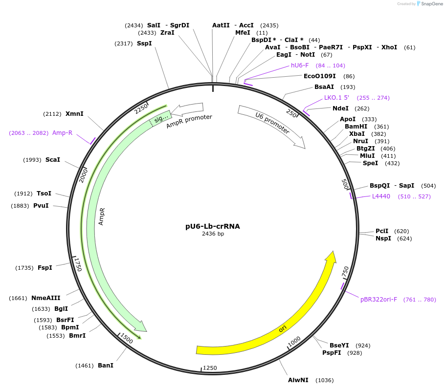78957-plasmid-map-sequence-id-150232