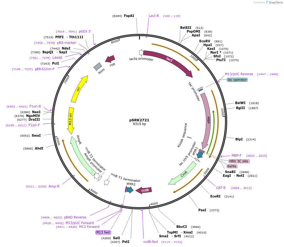 78572-plasmid-map-sequence-id-150234