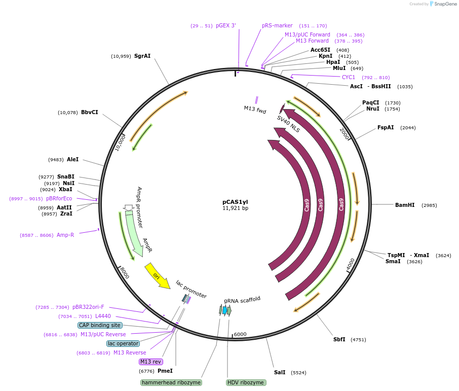 73226-plasmid-map-sequence-id-150246