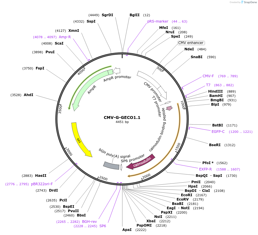 32445-plasmid-map-sequence-id-150291