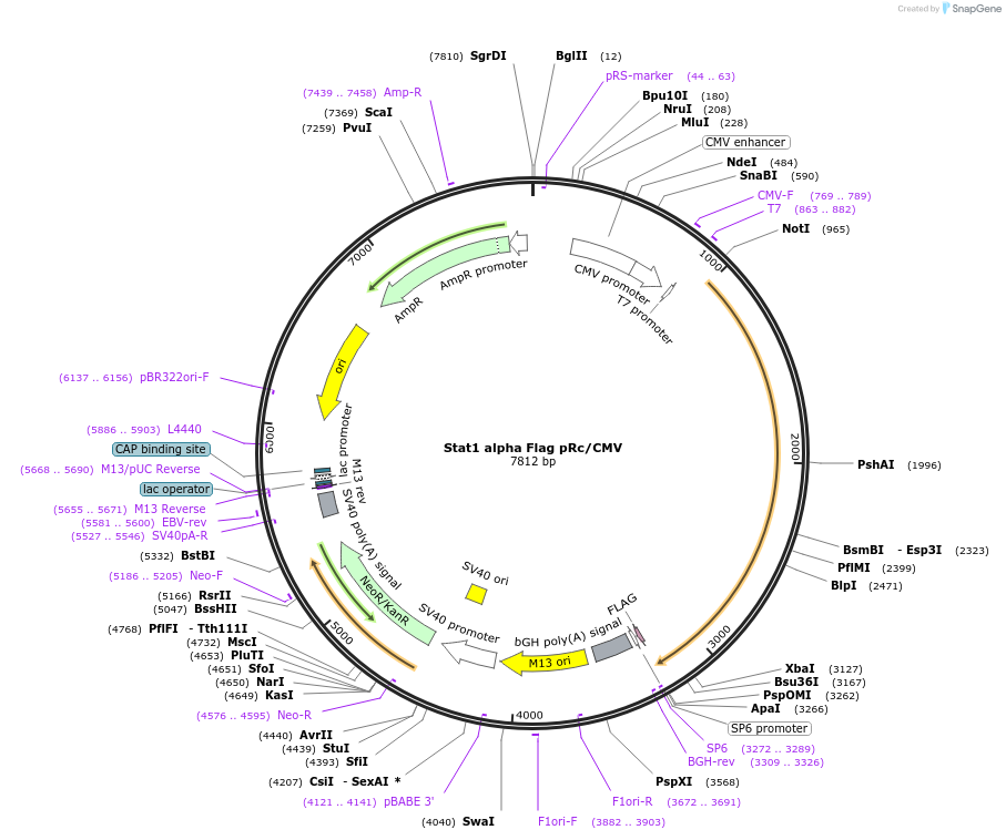 8691-plasmid-map-sequence-id-150296