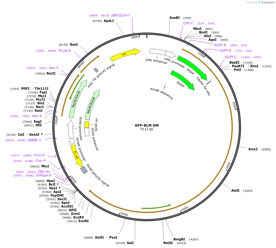 80071-plasmid-map-sequence-id-150335