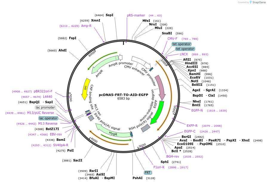 80076-plasmid-map-sequence-id-150336