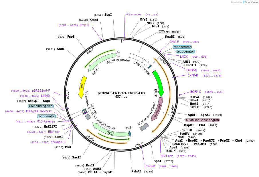 80075-plasmid-map-sequence-id-150337