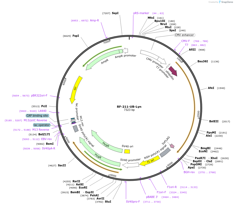 79184-plasmid-map-sequence-id-150353