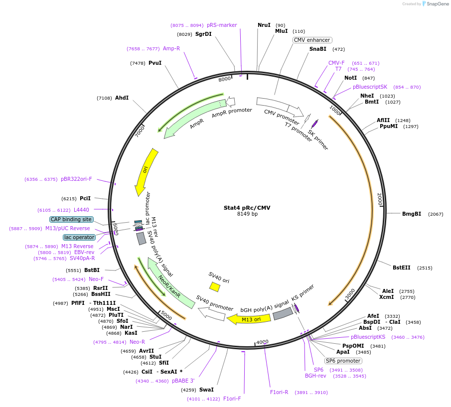 8711-plasmid-map-sequence-id-150366