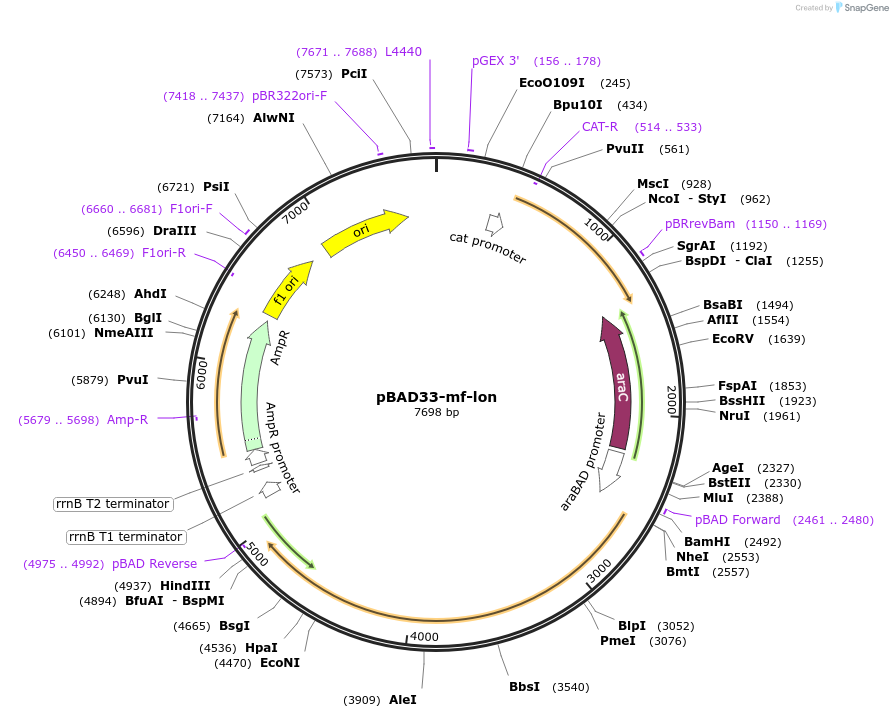 21867-plasmid-map-sequence-id-150410