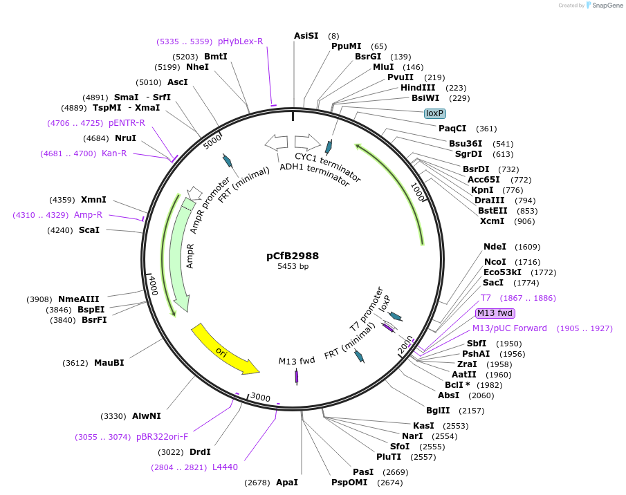 63638-plasmid-map-sequence-id-150442