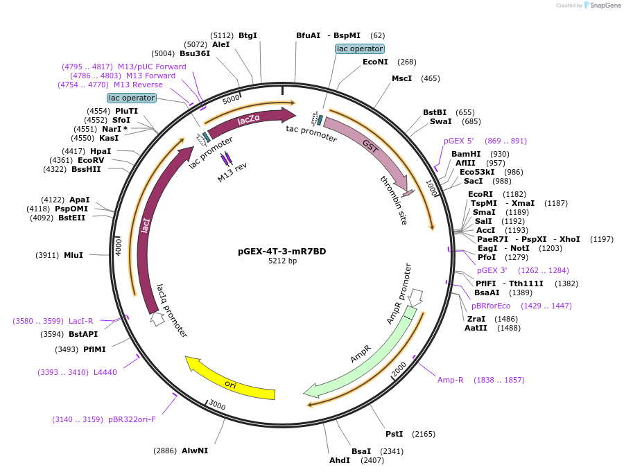 79149-plasmid-map-sequence-id-150448