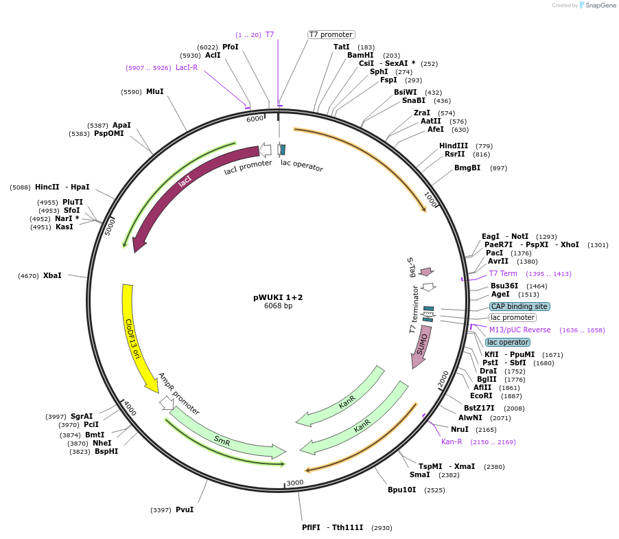 79879-plasmid-map-sequence-id-150453