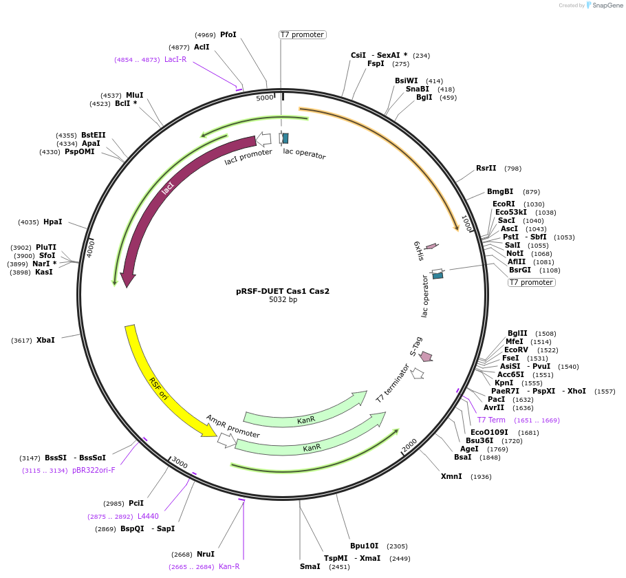 80088-plasmid-map-sequence-id-150459