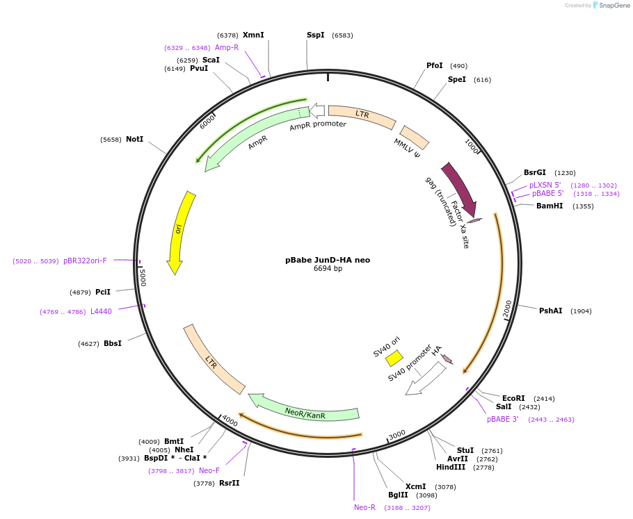 58486-plasmid-map-sequence-id-150514