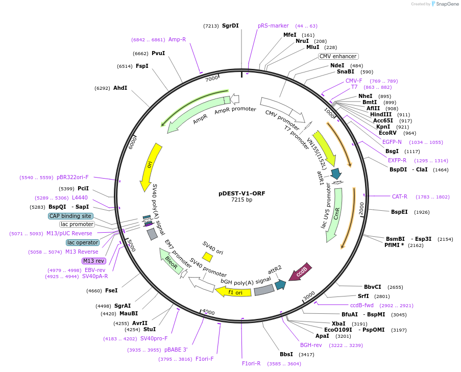 73635-plasmid-map-sequence-id-150563