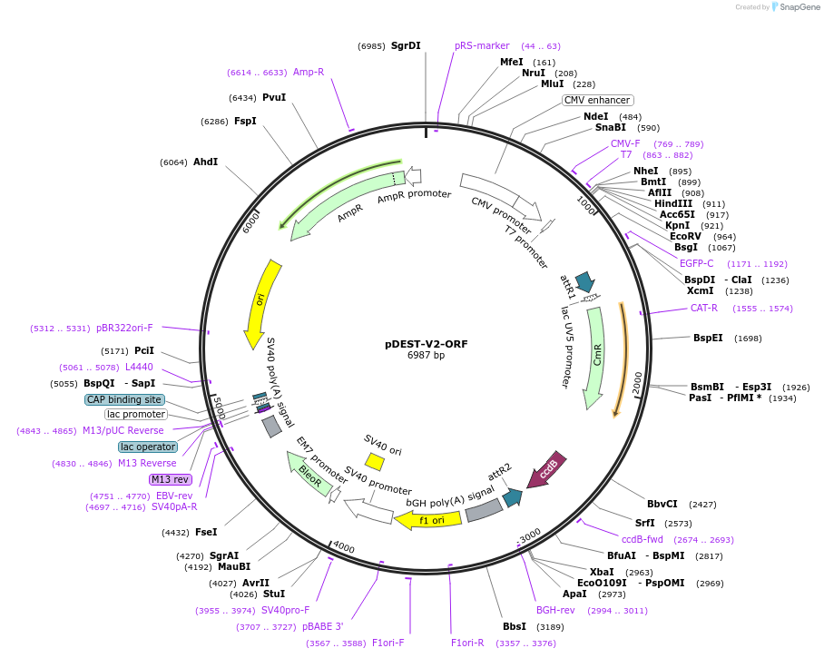 73636-plasmid-map-sequence-id-150664