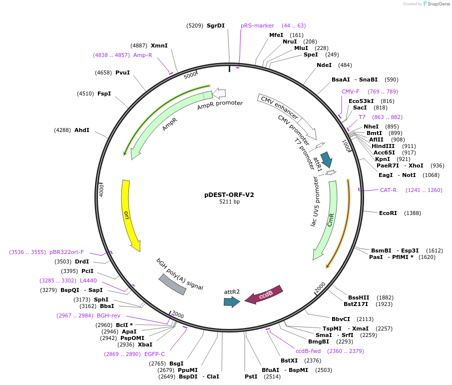 73638-plasmid-map-sequence-id-150668