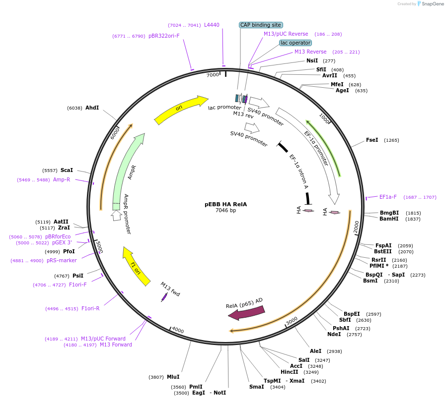 74892-plasmid-map-sequence-id-150702