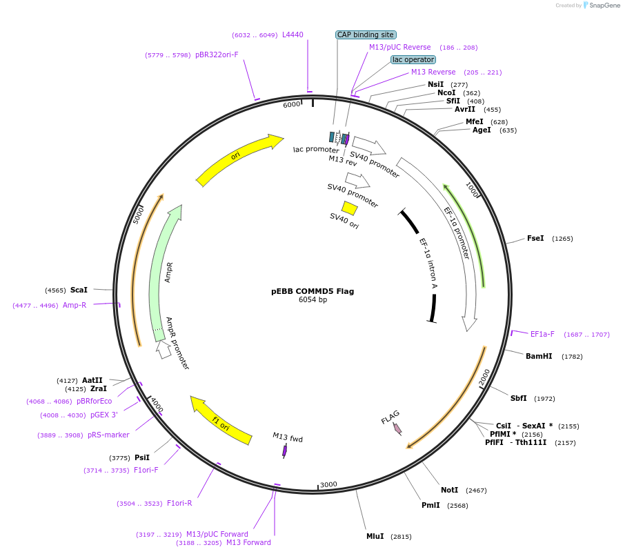 74897-plasmid-map-sequence-id-150707