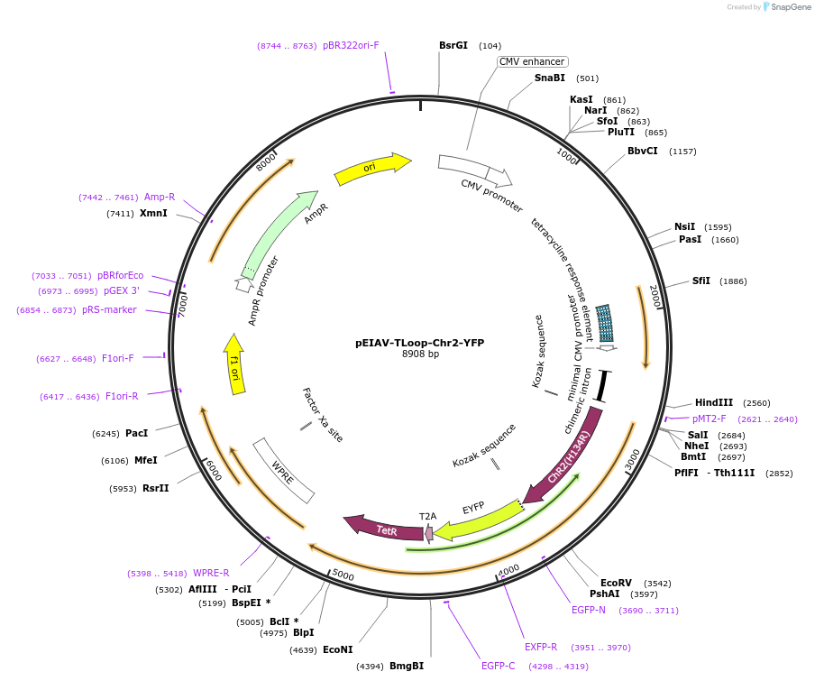 80160-plasmid-map-sequence-id-150735