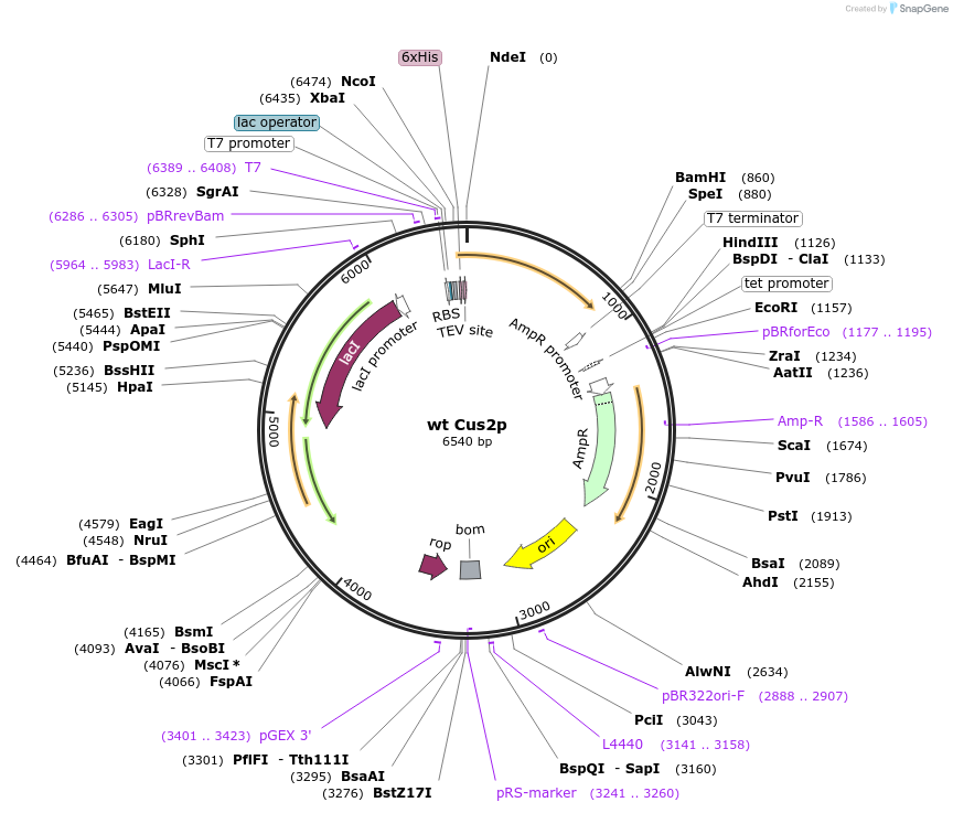 73046-plasmid-map-sequence-id-150790