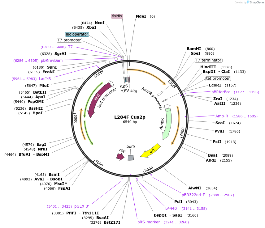 73059-plasmid-map-sequence-id-150795