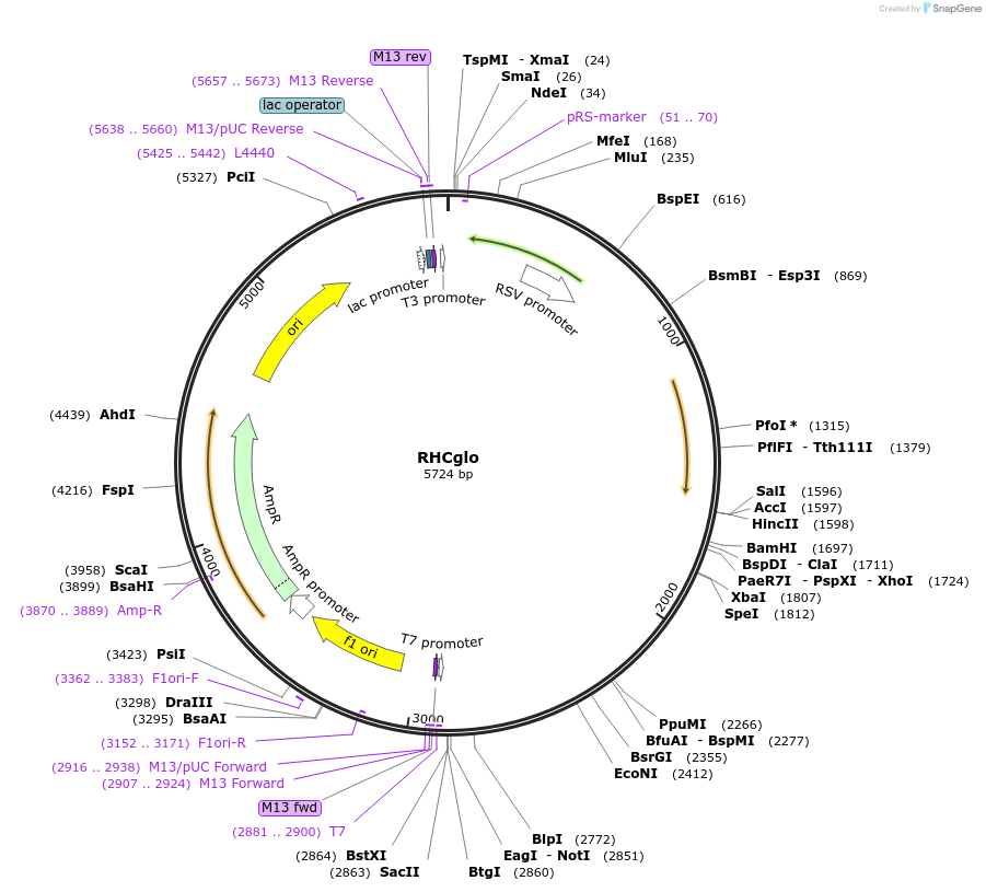 80169-plasmid-map-sequence-id-150808