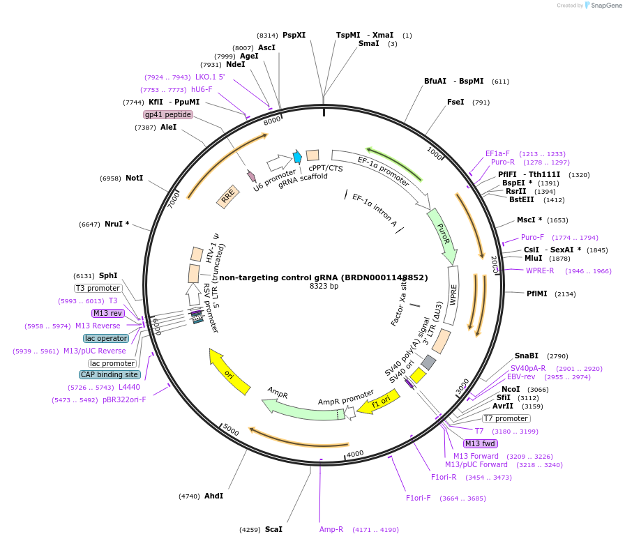 80175-plasmid-map-sequence-id-150828