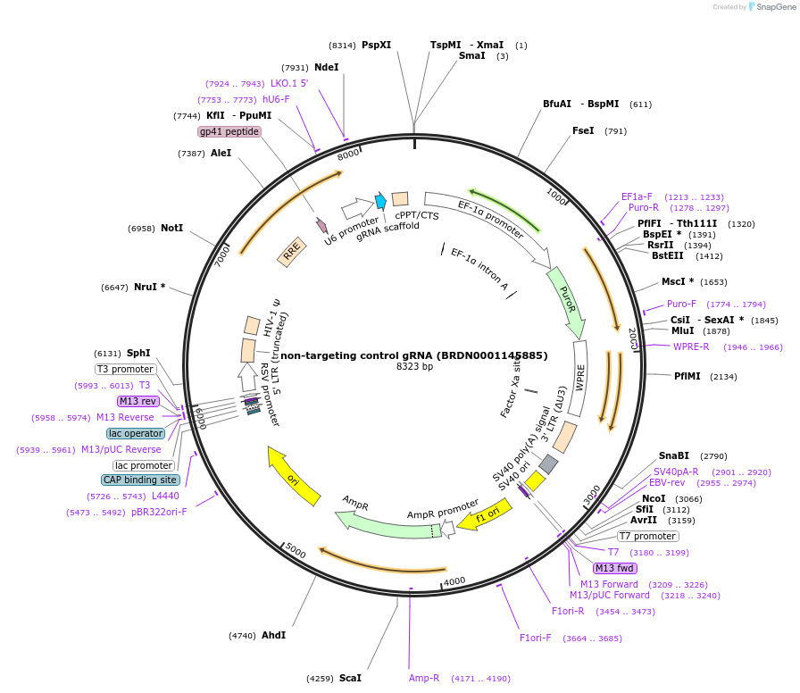 80196-plasmid-map-sequence-id-150870