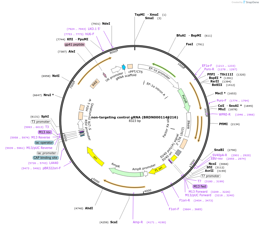 80229-plasmid-map-sequence-id-150936