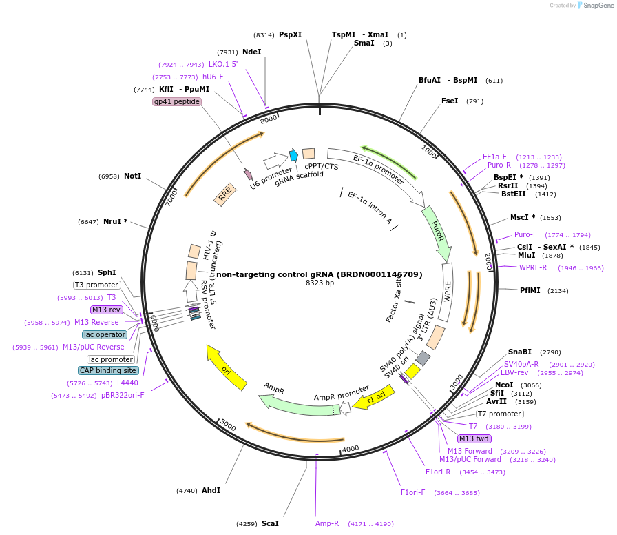 80240-plasmid-map-sequence-id-150958