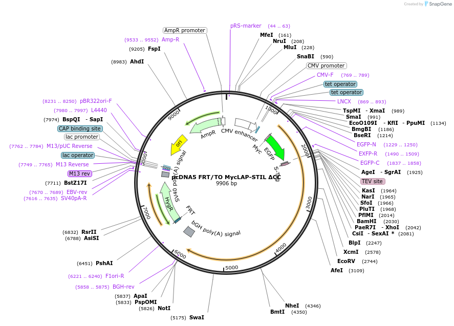 80268-plasmid-map-sequence-id-151034